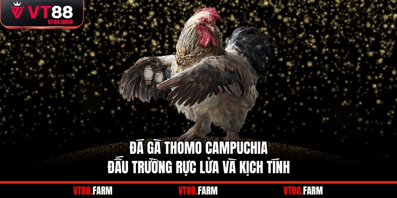 đá gà Thomo Campuchia