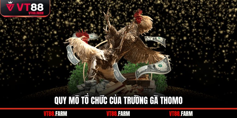 Quy mô tổ chức của trường gà Thomo